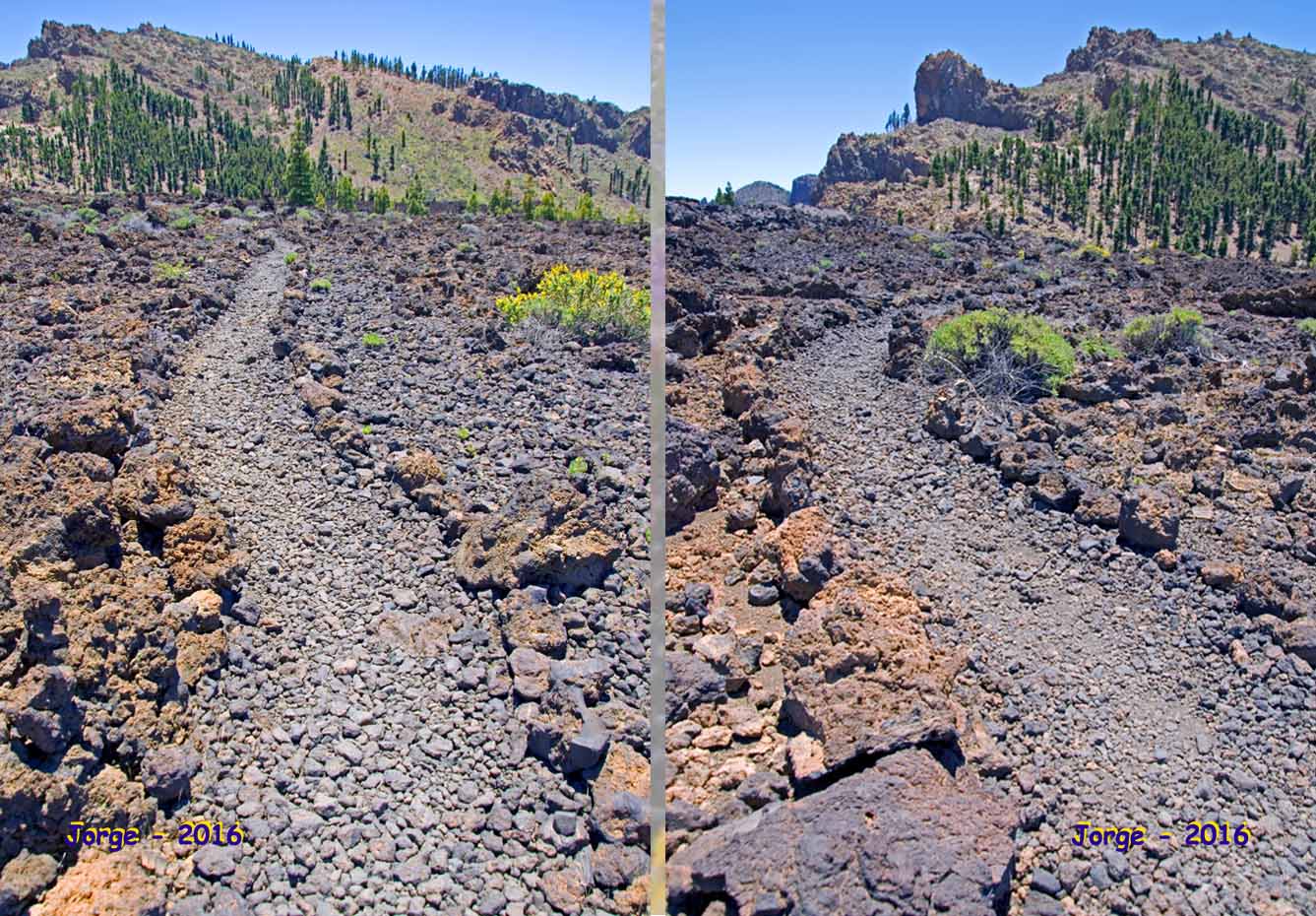 Tajinastes y alhelíes en flor. Las Cañadas del Teide - Tenerife