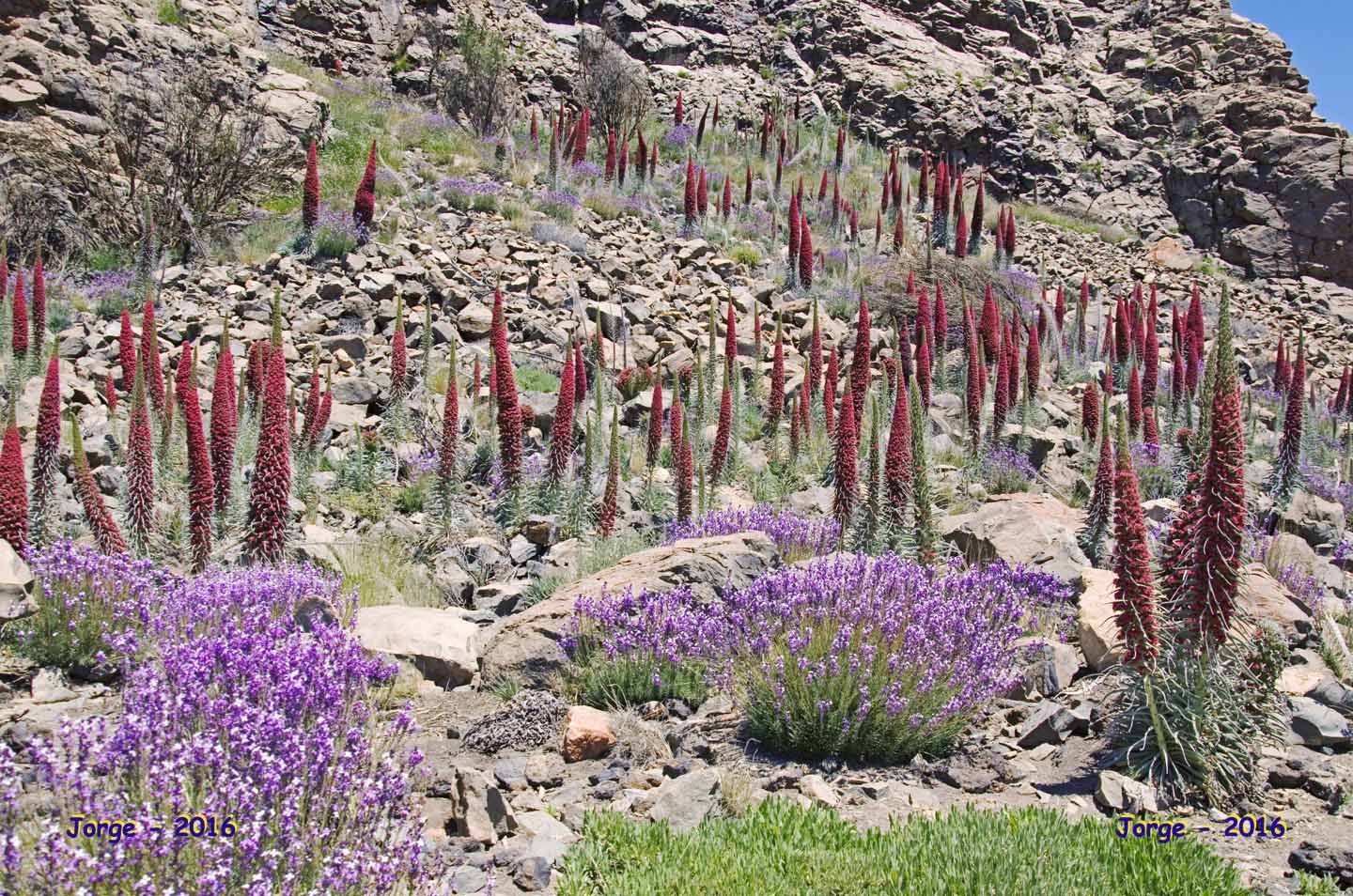 Tajinastes y alhelíes en flor. Las Cañadas del Teide - Tenerife